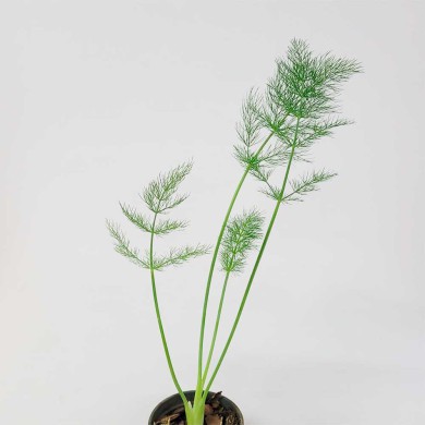 Erva-doce - (Pimpinella anisum)