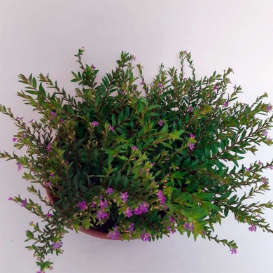 Falsa Érica - Cuféia - Cuphea hyssopifolia
