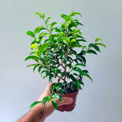 Ficus - Ficus benjamina