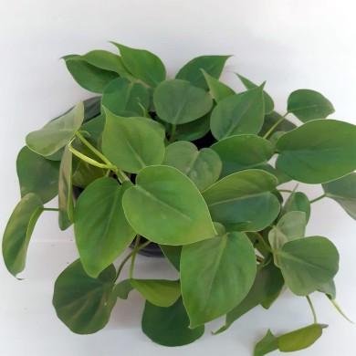 Filodendro - Philodendron hederaceum