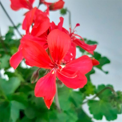 Gerânio Pendente - Pelargonium peltatum