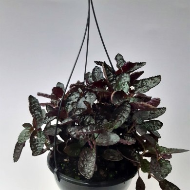 Hemigraphis - Hera Roxa