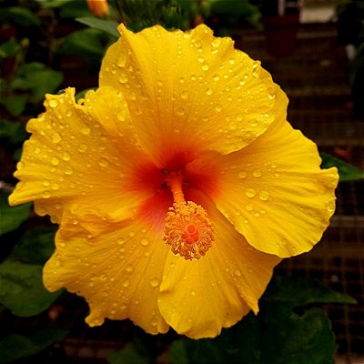 Hibisco Amarelo n.01