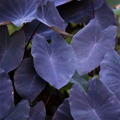Inhame Preto - Taro - Colocasia esculenta