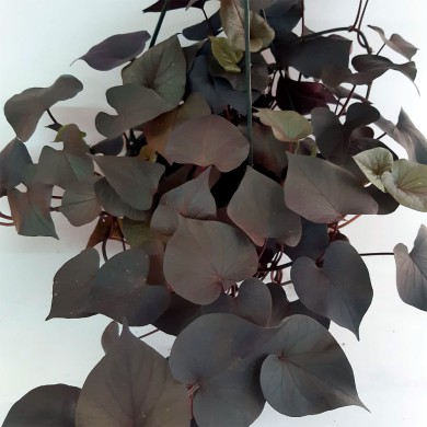 Ipomea Black - Batata Doce Roxa Ornamental