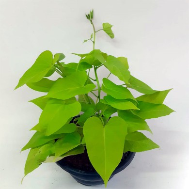 Ipomea Green - Batata Doce Ornamental