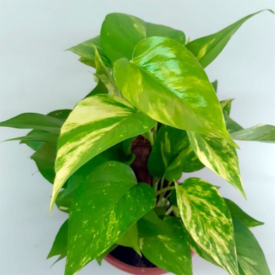 Jiboia Verde e Amarela