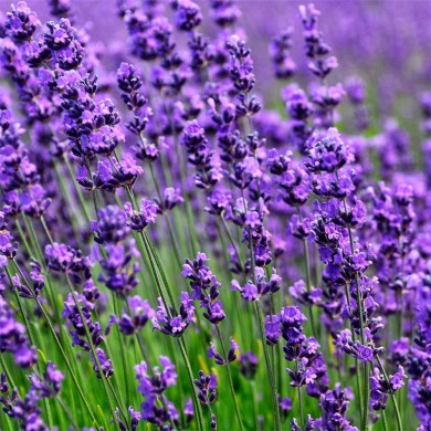 Lavanda - (Lavandula latifolia)
