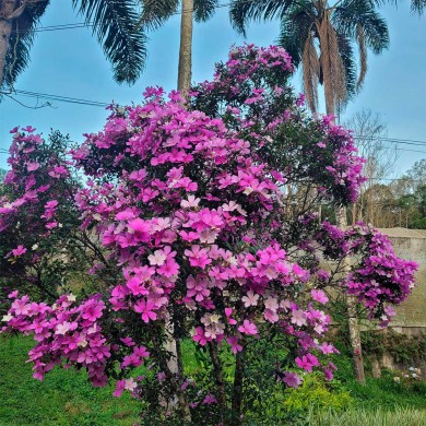 Manacá da Serra - 30 centímetros