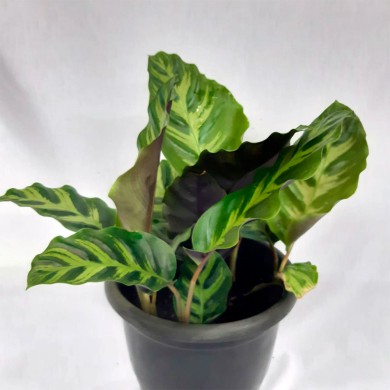 Maranta zebrina "Calatheas"