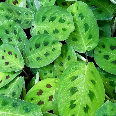 Maranta Pena de Pavão - Barriga de Sapo