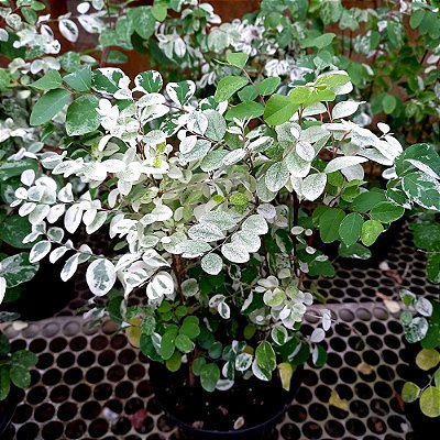 Mil Cores - Breynia disticha