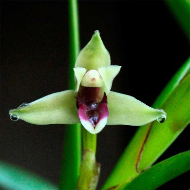 Orquídea Maxillaria Equitans (Massupiara)