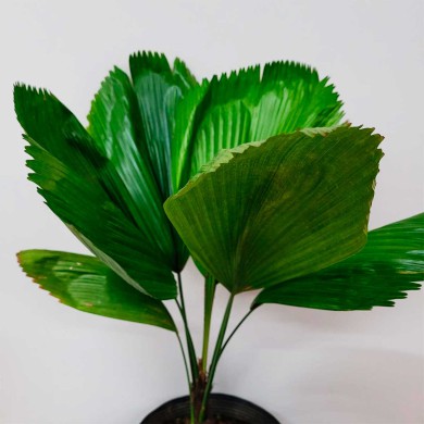 Palmeira Licuala - Licuala grandis