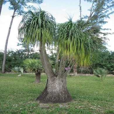 Pata de Elefante - Beaucarnea