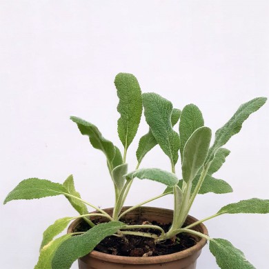 Peixinho da horta - Stachys byzantina