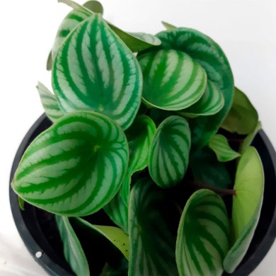 Peperômia Melancia
