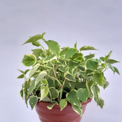 Peperômia Scandens - Peperômia-filodendro