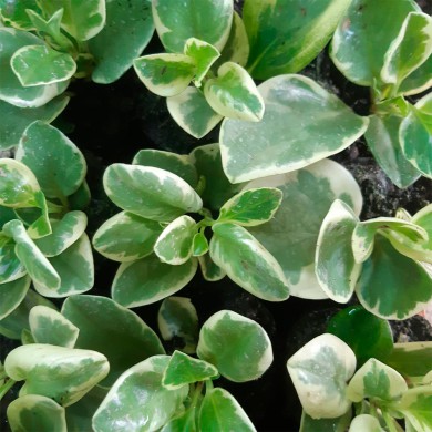 Peperômia Variegata - Muda 12 centímetros