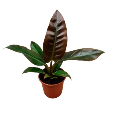 Filodendro - Philodendron Red Emerald