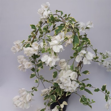 Primavera Branca (Variegata)