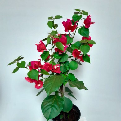 Primavera vermelha