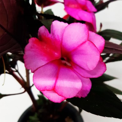 Sunpatiens - Cor Rosa Flameada