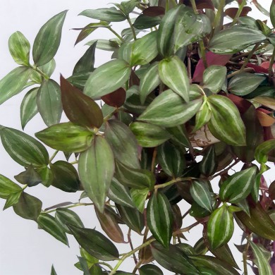 Tradescantia Zebrina - Trapoeraba Zebra