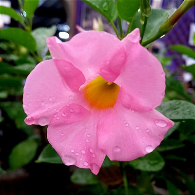 Trepadeira Dipladênia Rosa
