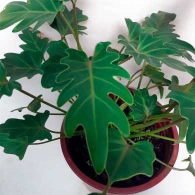 Filodendro - Philodendron Xanadu