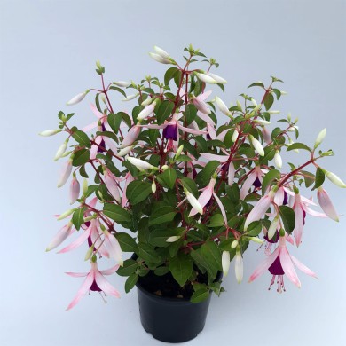 Brinco de Princesa Rosa com Pink