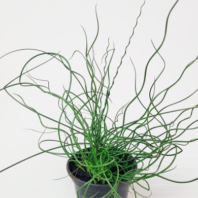 Junco - Juncus effusus
