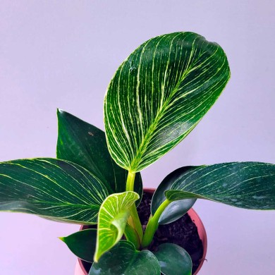Filodendro - Philodendron Birkin