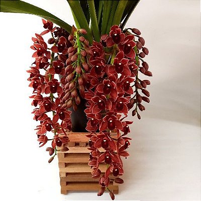 Orquídea Cymbidium Pendente Doroth Stocksfill