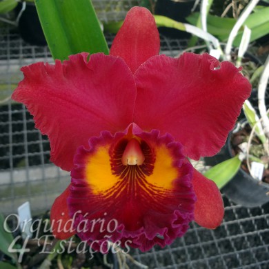Orquídea Blc. Edisto x Pot. Red Crab - AD