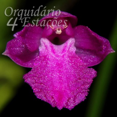 Orquídea Isabelia pulchella