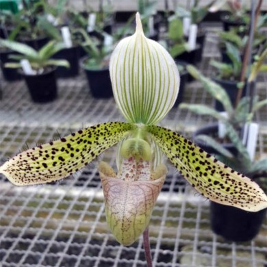 Orquidea Paphiopedilum wardii