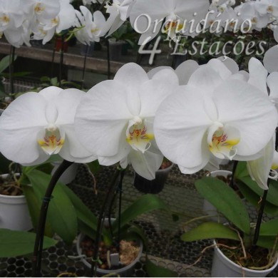 Orquídea Phalaenopsis alba - AD