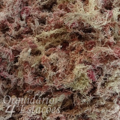 Substrato Sphagnum - Musgo - 400 gramas