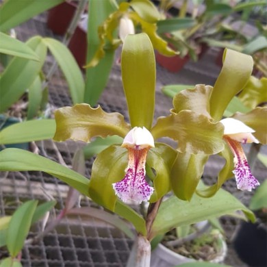 Orquídea Cattleya schofieldiana Semi-Alba