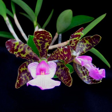 Orquídea Cattleya aclandiae - Ad