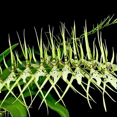 Orquídea Brassia Chieftain - AD