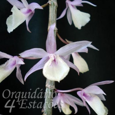 Orquídea Dendrobium aphyllum x primulinum - 25cm