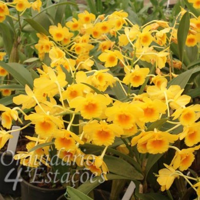 Orquídea Dendrobium chrysotoxum - NBS