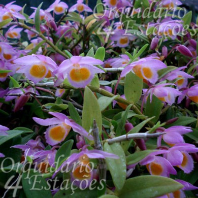 Orquídea Dendrobium loddigesii