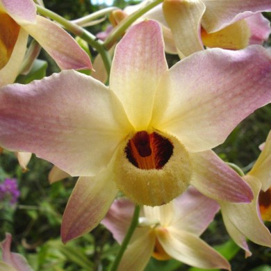 Orquidea Dendrobium moschatum - 30 cm