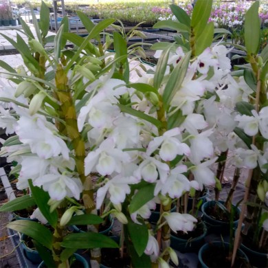 Orquídea Dendrobium Nobile Branco