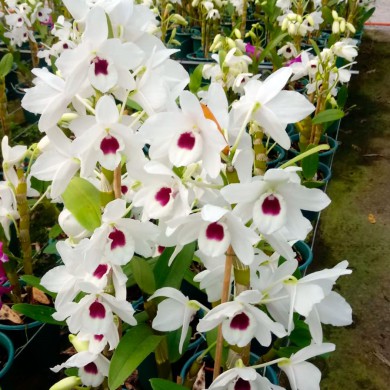 Orquídea Dendrobium Nobile Branco com miolo Preto