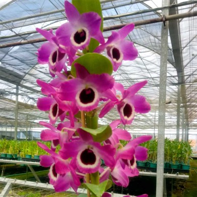 Orquídea Dendrobium Nobile Lilas - Vinho