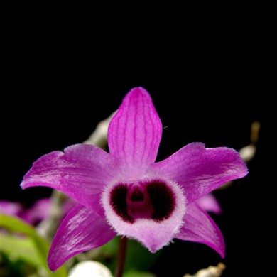 Orquídea Dendrobium parish - 15 a 25cm